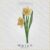 March Daffodil Flower Embroidery Design